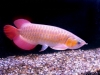Quality-Arowana-fishes-for-Sale-at-Affordable-Prices
