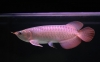 Quality-Arowana-fishes-of-all-breeds-and-sizes-now-ready-for-sale-at-affordable-prices-cheap