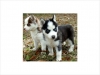 Top-Quality-Siberian-Husky-Puppies-For-Adoption