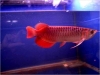 Top-quality-Arowana-fish-for-sale