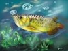 Golden arowana fishes for sale