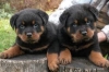 German-Rottweiler-puppies-for-adoption