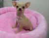 Lovely-chihuahua-puppies-for-adoption