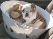 Cute-English-Bulldog-puppies
