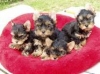Adorable-and-cute-Yorkshire-puppies-for-adoption