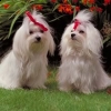 maltese-puppies-for-adoption